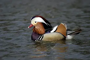 Kanar und Mandarin