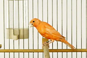 Jean Michel Labat Photographer Drucke: Canary - in cage