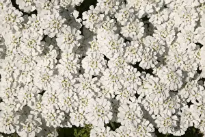 Flowering Plant Species Drucke: Candytuft, Evergreen Candytuft