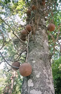 Unique Plant Species Drucke: Cannonball Tree