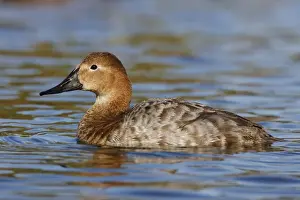 Jim Zipp Wildlife Photography Drucke: Canvasback