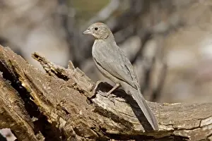 Personal Use Bird Artwork Drucke: Canyon Towhee