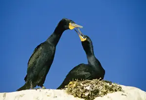 Peter Steyn Photography Drucke: Cape Cormorant