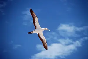 Drucke von KGB-1727 CAPE GANNET Sula capensis Geoffrey K. Brown Beachte bitte, dass die Drucke nur für persönliche Anzeigezwecke gedacht sind und nicht reproduziert werden dürfen Suliformes Drucke: Kap Gannett