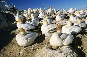Personal Use Only Prints Drucke: Cape Gannet - nesting colony