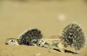 African Wildlife Prints For Sale Drucke: Cape Ground Squirrel - 2 young