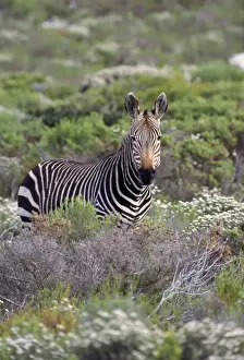 Cape Town Animal Photography Drucke: Cape Mountain Zebra