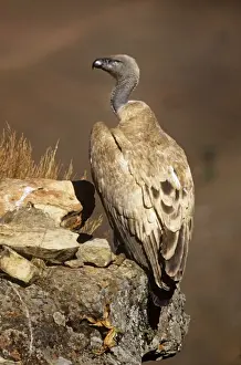Vultures In Africa Drucke: Cape Vulture