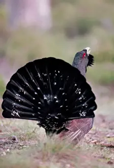 Chris Knights Photographer Drucke: Capercaillie