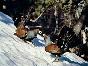 Bilder Datiert 28. September 2007: Capercaillie
