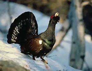 Personal Use Only Artwork Drucke: Capercaillie - calling