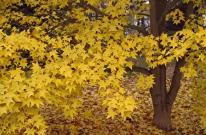 Autumn Yellow Leaves Drucke: Cappadocicum Maple Tree Origin S. W. China