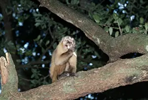Capuchin Monkey Drucke: Capuchin Monkey