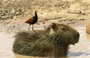 Capybara