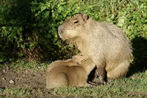 Kapibär - Mutter mit zwei Babys, die saugen