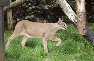 John Daniels Wildlife Art Drucke: Caracal - captive