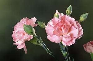 Carnation Flower Drucke: Carnation