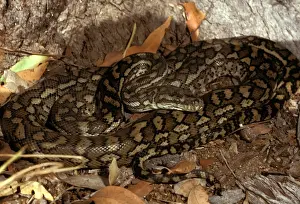Australian Snakes Drucke: Carpet python - has heat sensory pits. Can reach 2. 5 metres