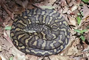 Australian Reptile Images Drucke: Carpet Python Snake East Australia