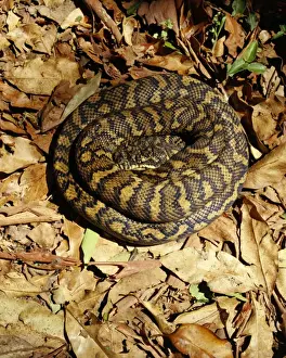 Tropical Wildlife Photos Drucke: Carpet Python - Sunning on a rainforest track