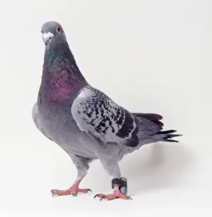 Trägerpapagei