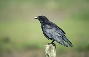 Carrion Crow Images Drucke: Carrion Crow