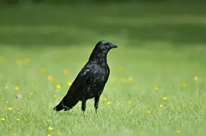 Garden Birds Photography Drucke: Carrion Crow - on grass