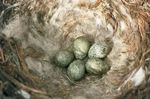 Wildlife Photography Artwork Drucke: Carrion Crow - nest & eggs