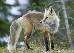 Bob Gibbons Photography Drucke: Cascade Red Fox / Silver Phase Red Fox on Mount Rainier, Cascade Mountains, Washington