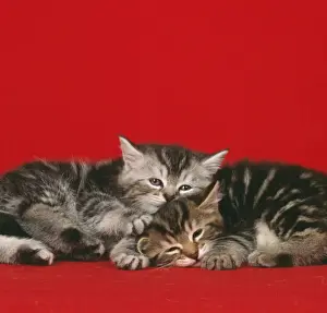 Cat Prints For Sale Drucke: Cat - 2 kittens