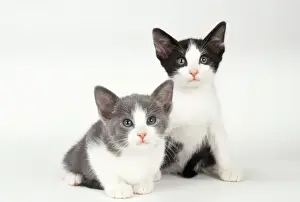 Feline Photography Prints Drucke: Cat 2 Kittens, 7 weeks