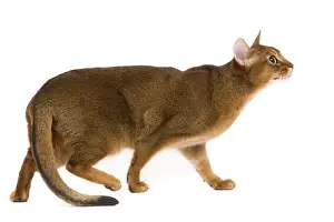 Abyssinian Cat Breeds Drucke: Cat - Abyssinian / Hare cat