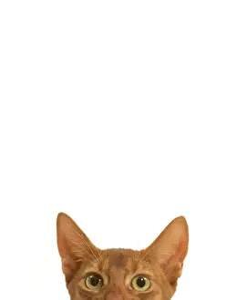Drucke von LA-7994 Katze - Äthiopische Katze - auf dem Kopf im Studio Jean-Michel Labat Bitte beachten Sie, dass Drucke nur für persönliche Anzeigenzwecke gedacht sind und nicht reproduziert werden dürfen Abessinier Drucke: Katze - Abessinische Katze - auf dem Kopf im Studio