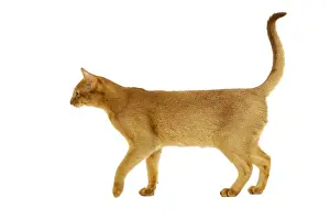 Drucke von La 1877 Katze - Äthiopische Rasse mit roter Farbe, Seitenansicht mit erhöhtem Schwanz von Jean Michel Labat Beachten Sie bitte Abessinier Drucke: Katze - Abessinische Rote Katze