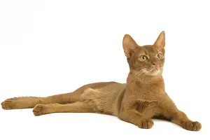 Abyssinian Cat Breeds Drucke: Cat - Abyssinian - red - in studio
