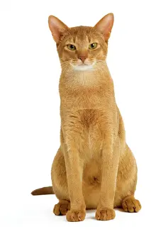Drucke von LA-8140 Katze - Äthiopischer Bergkatzenhund - rot im Studio Jean-Michel Labat Beachten Sie, dass Drucke nur für persönliche Anzeigenzwecke gedruckt werden dürfen und nicht reproduziert werden können Abessinier Drucke: Katze - Abessinische Katze - rot im Studio