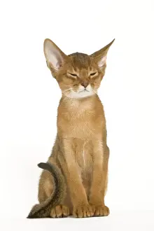 Domestic Short Haired Cats Drucke: Cat - Abyssinian ruddy in studio