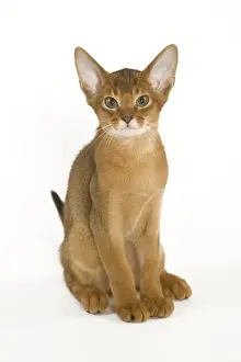 Domestic Short Haired Cats Drucke: Cat - Abyssinian sitting in studio
