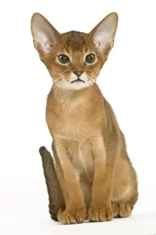 Katze - Äthiopische Katze im Studio sitzt