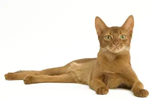 Short Haired Mammals Drucke: Cat - Abyssinian Sorrel in studio