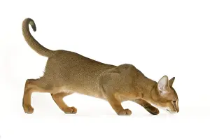 Domestic Short Haired Cats Drucke: Cat - Abyssinian - in studio