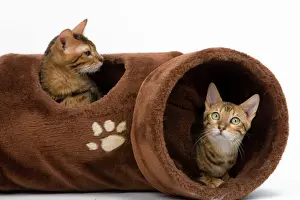 Bilder vom 29. November 2007: Katze - zwei im Spiel aktiv im Tunnel spielen