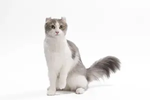 Katze - amerikanischer Kurzhaarschnitt im Studio