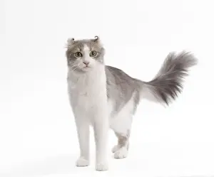 Katze - amerikanischer Kurzhaar im Studio