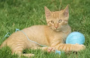 Johan De Meester Art Drucke: Cat - with ball of wool