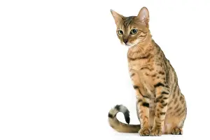 Katze - Braunflecken-Bengal-Tabbie im Studio