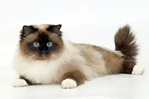 Katze - birmanische Katze