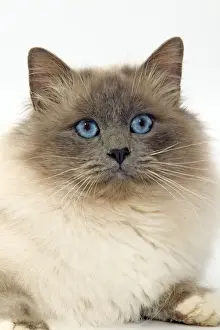 Semi Longhair Cat Breeds Drucke: Cat - Birman cat in studio