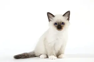 Katze - birmanisches Kätzchen