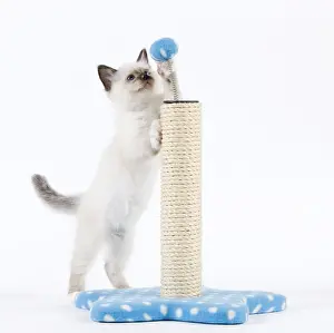 White Background Cat Photos Drucke: Cat - Birman kitten playing with scratch post